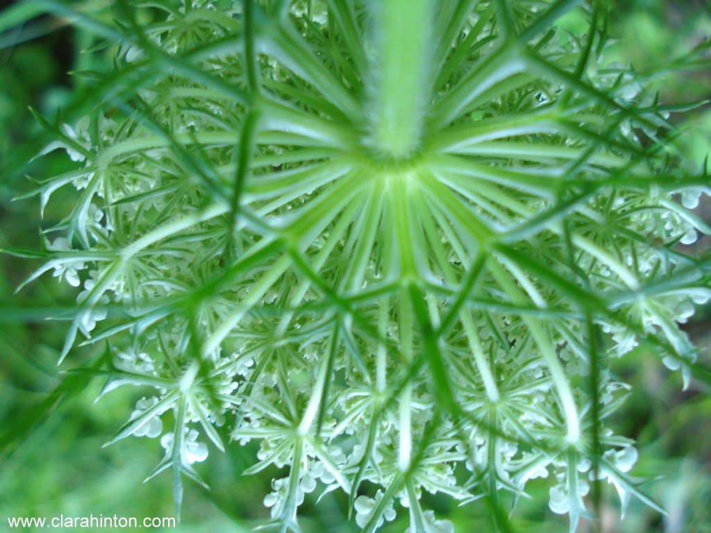 Upside down flower - use this