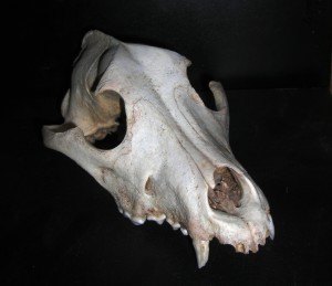 Dog_Skull