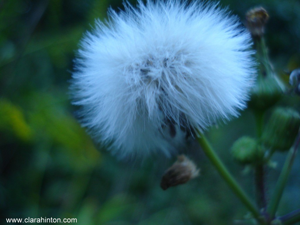 Dandelion - use this